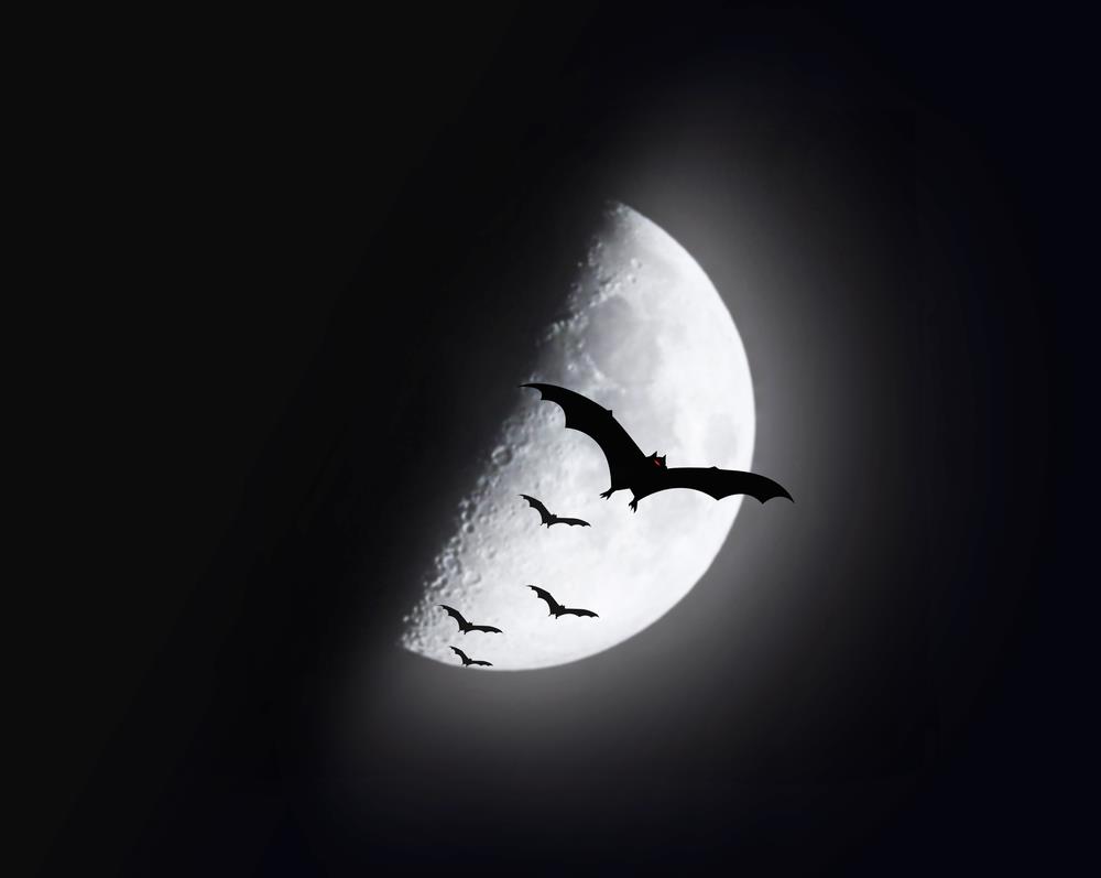 Infestação de morcegos: como se livrar